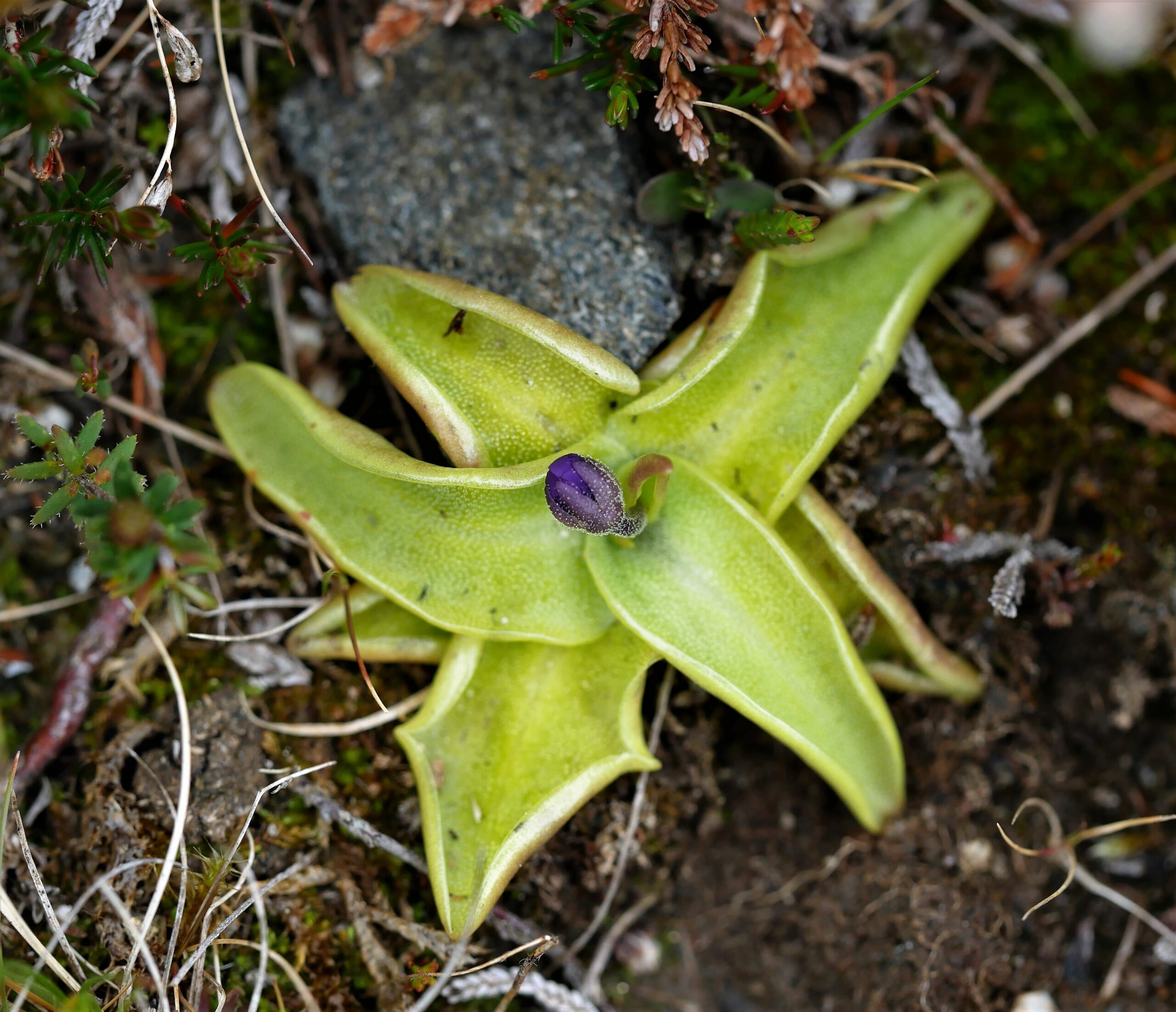 Common Butterwort North Sutherland Wildlife Group
