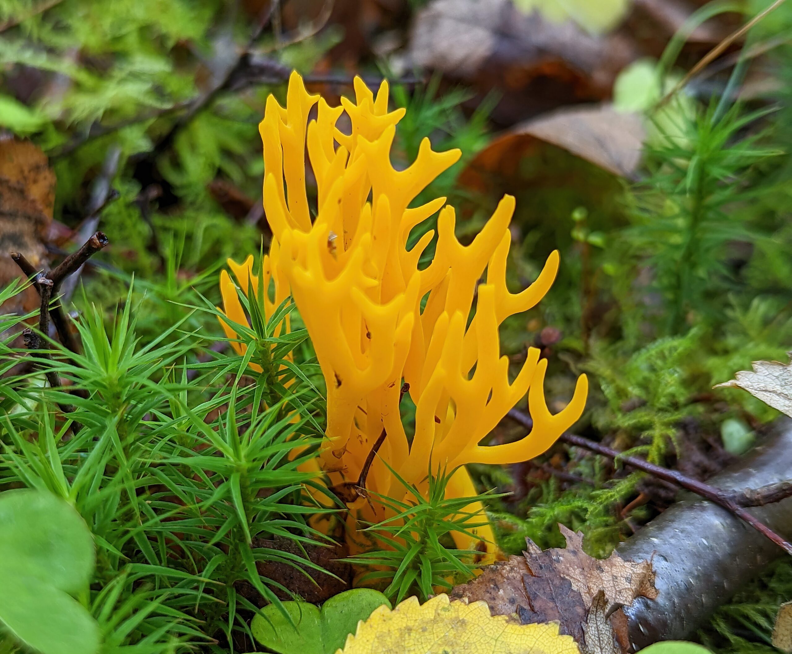 Fungus Stagshorn