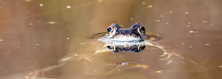 Frogs and Toads in Sutherland