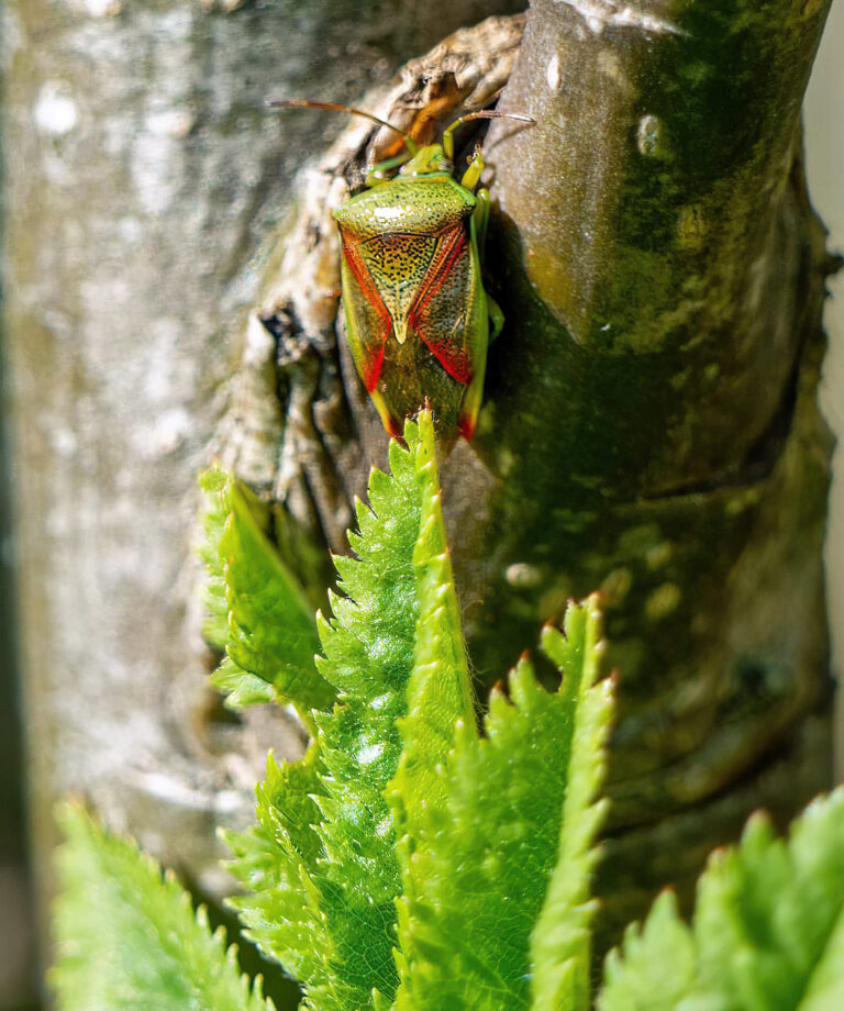 An Introduction to Shieldbugs - North Sutherland Wildlife Group