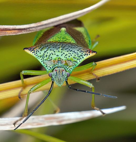 An Introduction to Shieldbugs