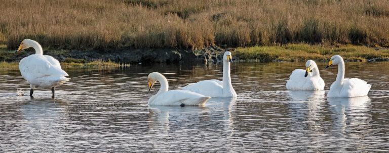 Whooper Swan