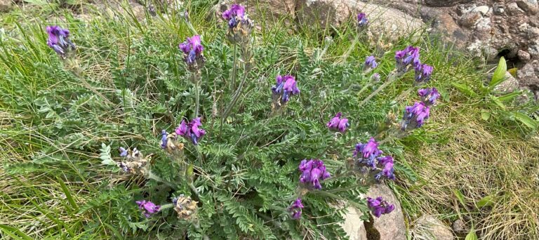 Purple Oxytropis