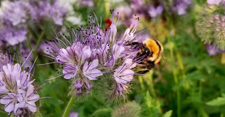 Waste ground + Wildflower seeds = Great Yellow Bumblebees!
